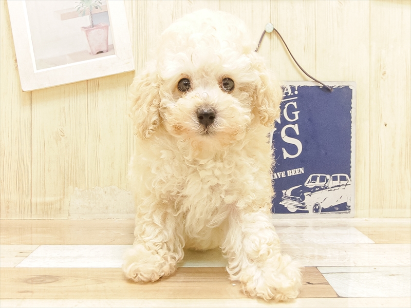 愛知県のトイプードル(トイ) (ワンラブ名古屋守山インター総本店/2025年6月16日生まれ/女の子/クリーム)の子犬の3枚目の画像