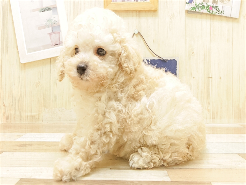 愛知県のトイプードル(トイ) (ワンラブ名古屋守山インター総本店/2025年6月16日生まれ/女の子/クリーム)の子犬の2枚目の画像