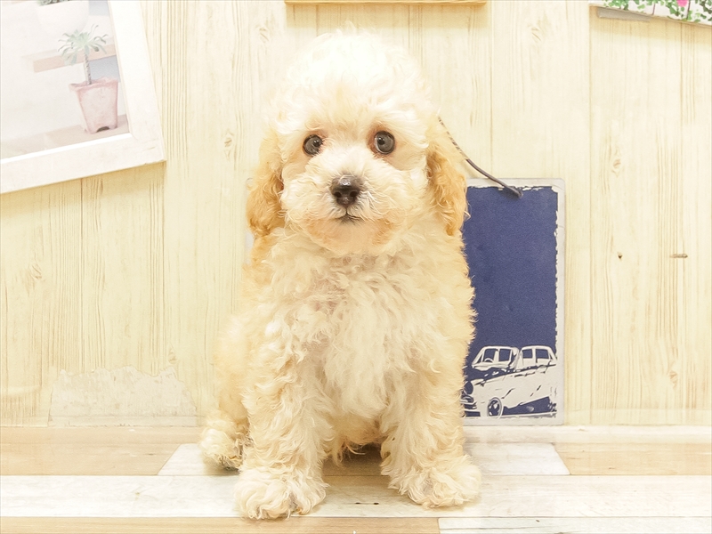愛知県のトイプードル(トイ) (ワンラブ名古屋守山インター総本店/2025年6月16日生まれ/男の子/アプリコット)の子犬の3枚目の画像