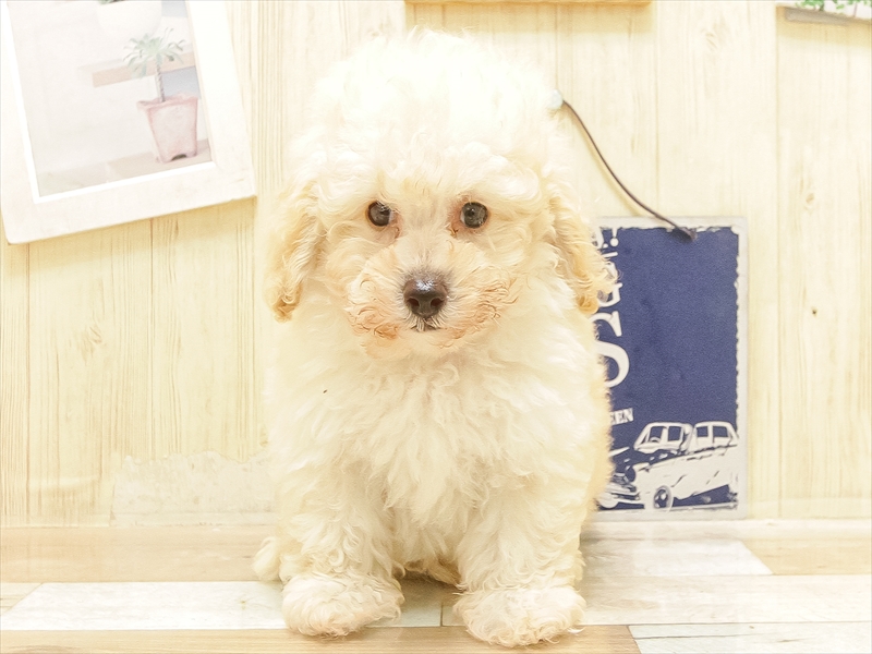 愛知県のトイプードル(トイ) (ワンラブ名古屋守山インター総本店/2025年6月16日生まれ/男の子/アプリコット)の子犬の3枚目の画像