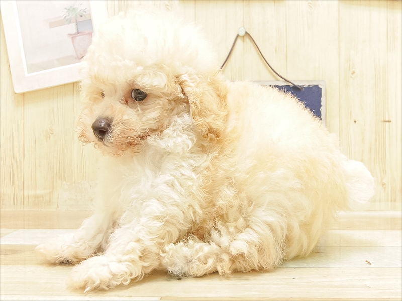 愛知県のトイプードル(トイ) (ワンラブ名古屋守山インター総本店/2025年6月16日生まれ/男の子/アプリコット)の子犬の2枚目の画像