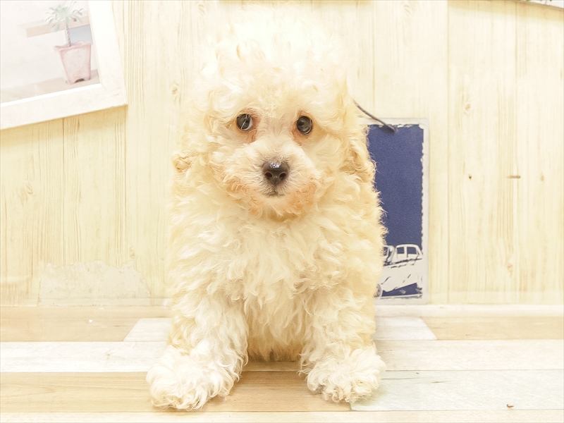 愛知県のトイプードル(トイ) (ワンラブ名古屋守山インター総本店/2025年6月16日生まれ/男の子/アプリコット)の子犬の3枚目の画像