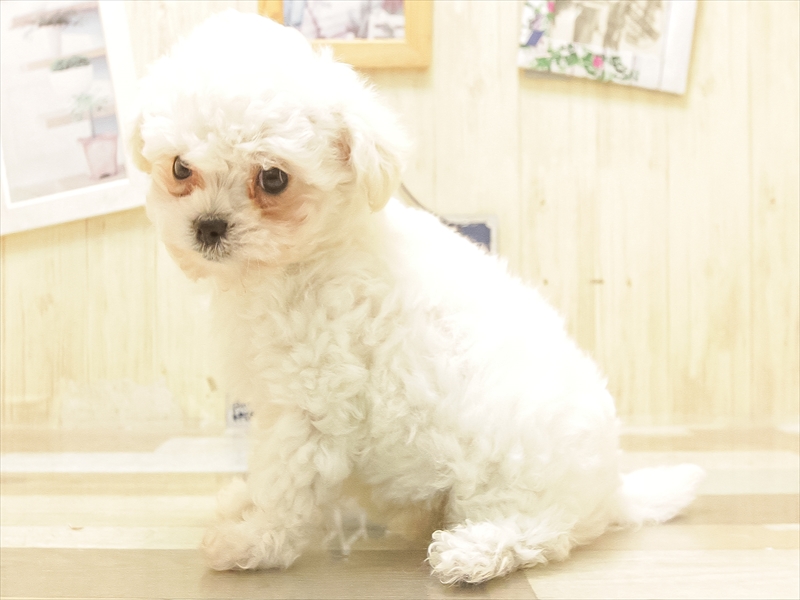 愛知県のチワマル/マルチワ(チワワ×マルチーズ) (ワンラブ名古屋守山インター総本店/2025年6月16日生まれ/女の子/クリーム)の子犬の2枚目の画像