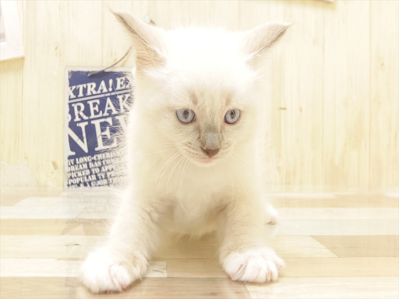 愛知県のラグドール (ワンラブ名古屋守山インター総本店/2025年6月15日生まれ/男の子/ブルーポイントミテッド)の子猫の3枚目の画像