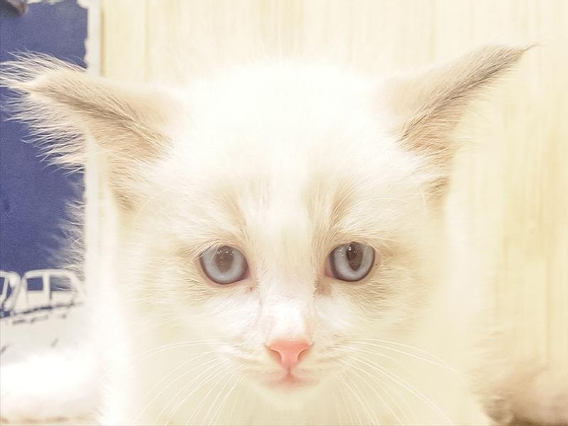 愛知県のラグドール (ワンラブ名古屋守山インター総本店/2025年6月15日生まれ/男の子/ブルーポイントバイカラー)の子猫の1枚目の画像