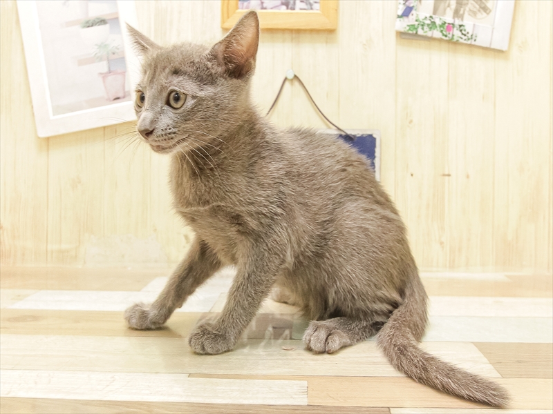愛知県のロシアンブルー (ワンラブ名古屋守山インター総本店/2025年6月15日生まれ/女の子/ブルー)の子猫の2枚目の画像