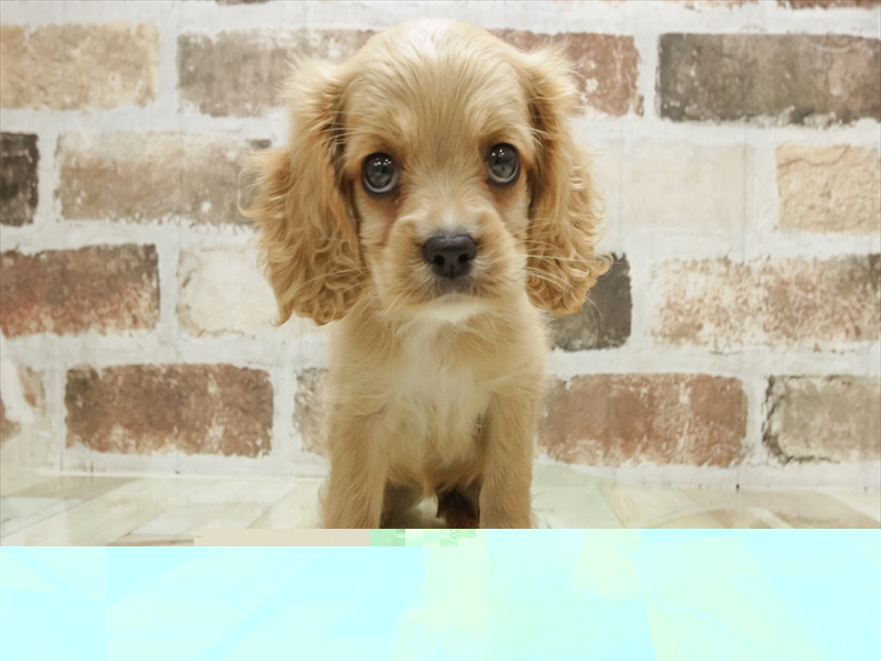 愛知県のハーフ犬・ミックス犬 (ワンラブ名古屋守山インター総本店/2025年6月15日生まれ/女の子/バフ)の子犬の3枚目の画像