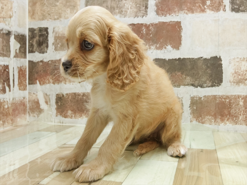 愛知県のハーフ犬・ミックス犬 (ワンラブ名古屋守山インター総本店/2025年6月15日生まれ/女の子/バフ)の子犬の2枚目の画像
