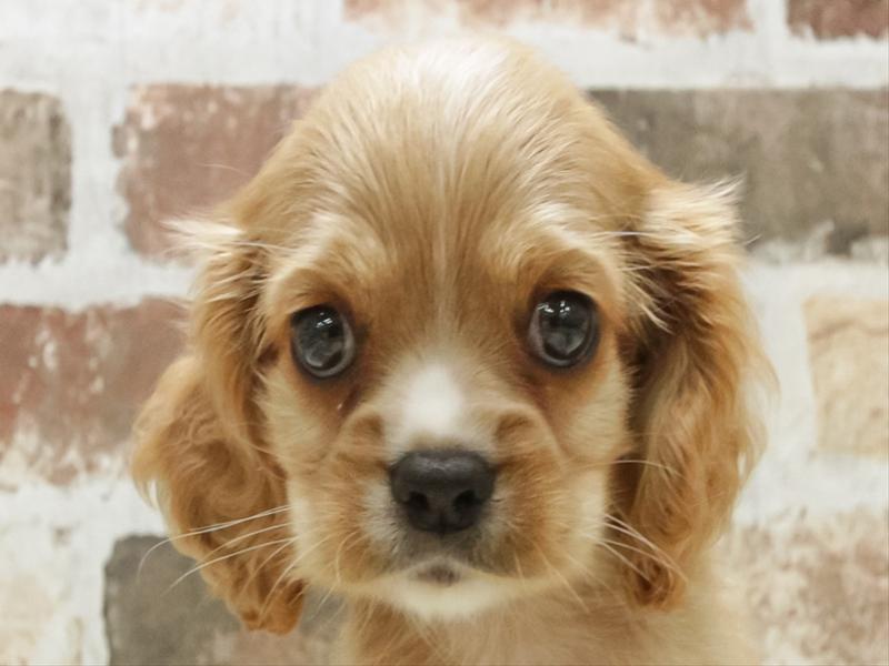 愛知県のハーフ犬・ミックス犬 (ワンラブららぽーと安城店/2025年6月15日生まれ/男の子/バフ)の子犬の1枚目の画像