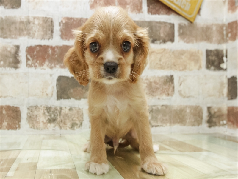 愛知県のハーフ犬・ミックス犬 (ワンラブららぽーと安城店/2025年6月15日生まれ/男の子/バフ)の子犬の3枚目の画像