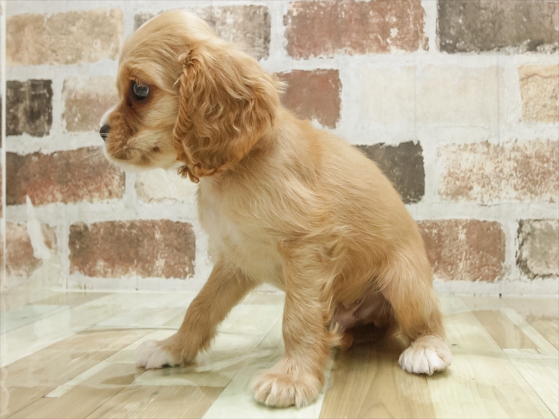 愛知県のハーフ犬・ミックス犬 (ワンラブららぽーと安城店/2025年6月15日生まれ/男の子/バフ)の子犬の2枚目の画像