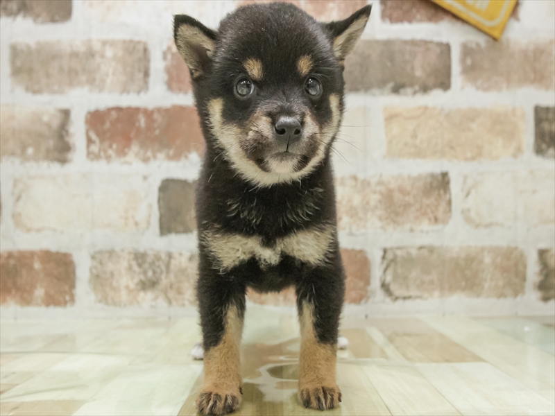 愛知県の豆柴 (ワンラブ星崎店(FC)/2025年6月15日生まれ/女の子/黒)の子犬の3枚目の画像