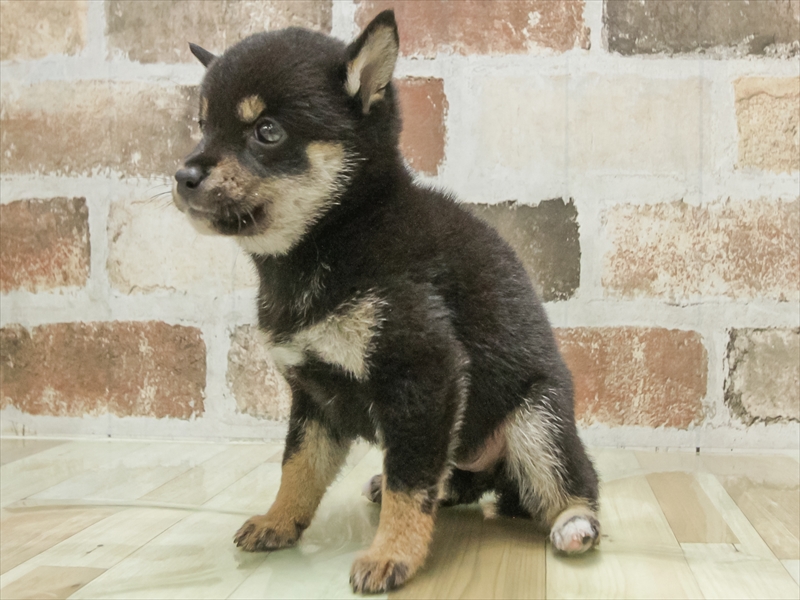 愛知県の豆柴 (ワンラブ星崎店(FC)/2025年6月15日生まれ/女の子/黒)の子犬の2枚目の画像