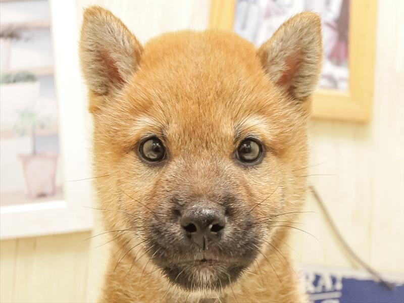 愛知県の柴犬(標準サイズ) (ワンラブ名古屋守山インター総本店/2025年6月15日生まれ/男の子/赤)の子犬の1枚目の画像