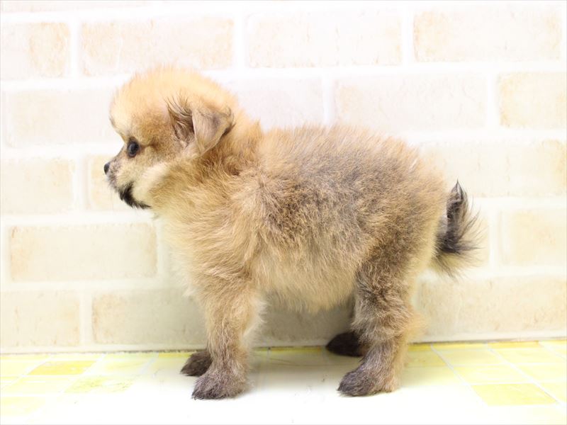 神奈川県のポメチワ/チワポメ/ポメチー(ポメラニアン×チワワ) (ワンラブカインズ三浦店/2025年6月16日生まれ/女の子/オレンジ)の子犬の3枚目の画像