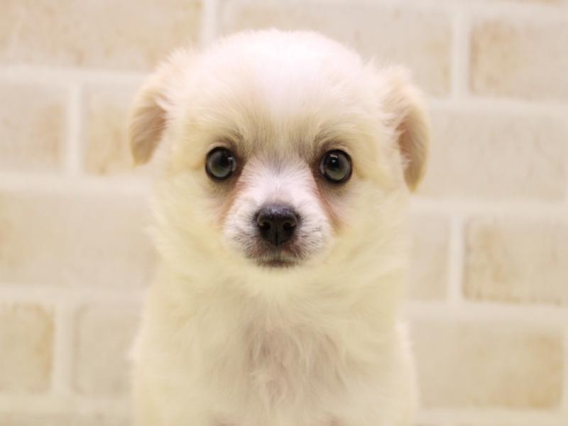 埼玉県のチワワ(ロング) (ワンラブカインズ朝霞店/2025年6月12日生まれ/男の子/クリーム)の子犬