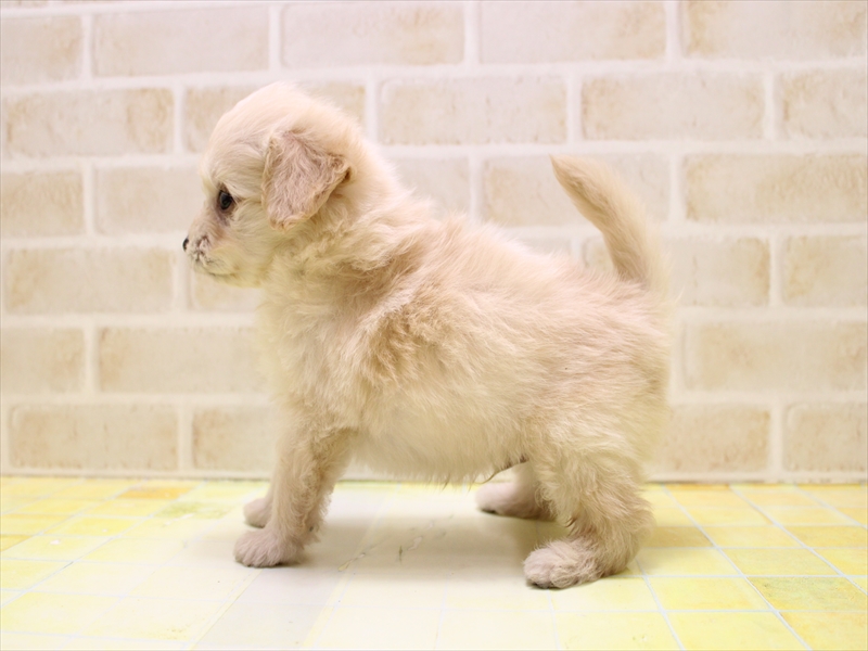 栃木県のポメプー(ポメラニアン×プードル) (ワンラブベルモール宇都宮店/2025年6月15日生まれ/男の子/アプリコット)の子犬の3枚目の画像