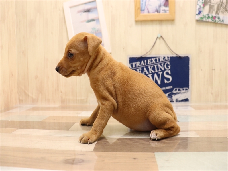 愛知県のミニチュアピンシャー (ワンラブ名古屋守山インター総本店/2025年6月15日生まれ/男の子/レッド)の子犬の3枚目の画像