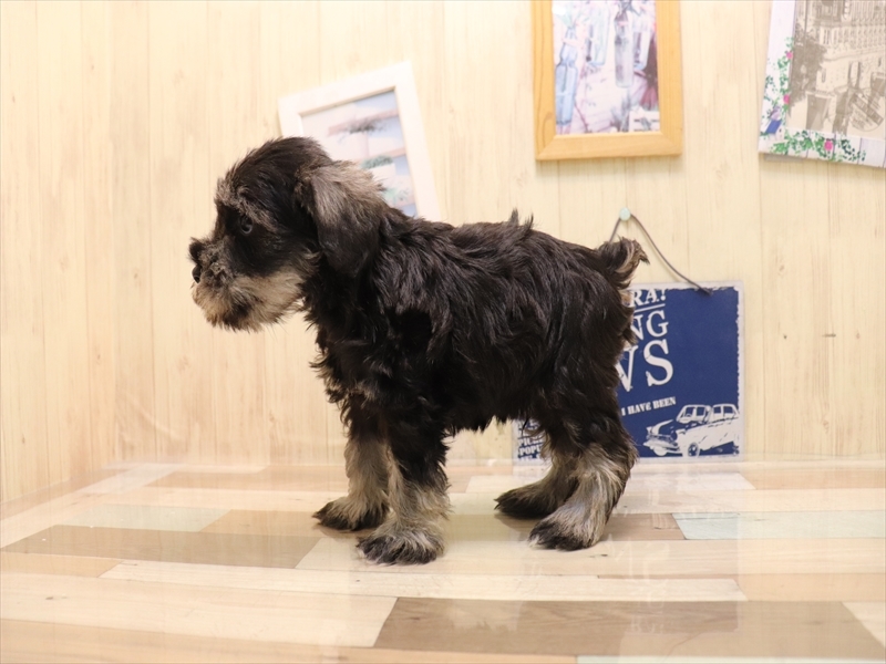 愛知県のミニチュアシュナウザー (ワンラブ名古屋守山インター総本店/2025年6月17日生まれ/男の子/ソルトペッパー)の子犬の3枚目の画像
