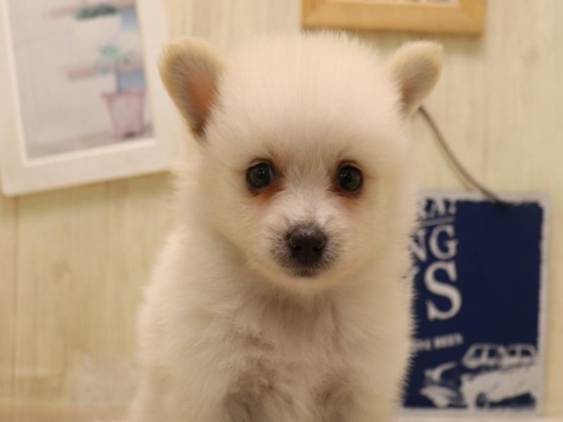 愛知県のポメラニアン (ワンラブ名古屋守山インター総本店/2025年6月15日生まれ/男の子/クリーム)の子犬の1枚目の画像