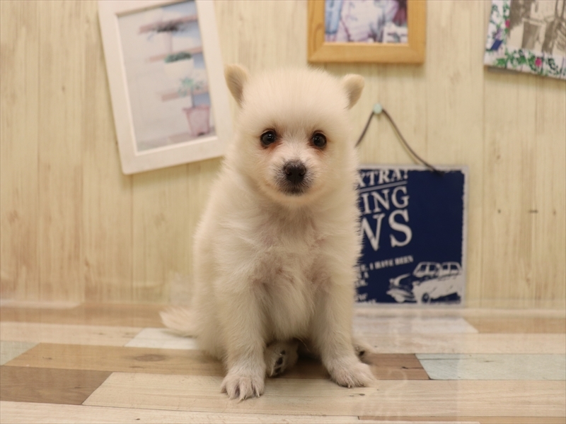 愛知県のポメラニアン (ワンラブ名古屋守山インター総本店/2025年6月15日生まれ/男の子/クリーム)の子犬の2枚目の画像