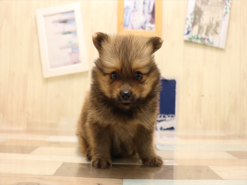 愛知県のポメラニアン (ワンラブ名古屋守山インター総本店/2025年6月15日生まれ/男の子/オレンジセーブル)の子犬の2枚目の画像