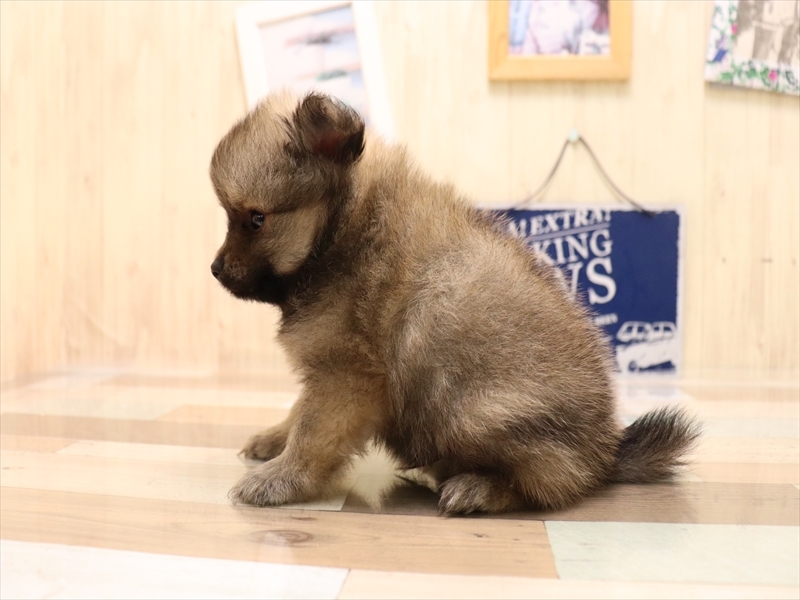 宮城県のポメラニアン (ワンラブカインズ仙台泉店/2025年6月15日生まれ/男の子/オレンジセーブル)の子犬の3枚目の画像