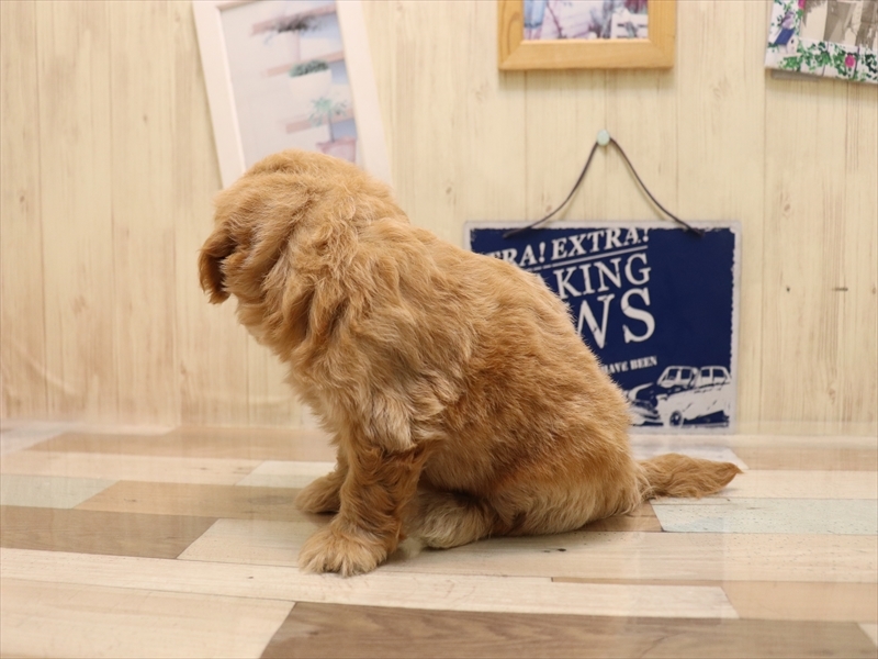 愛知県のペキプー(ペキニーズ×プードル) (ワンラブ名古屋守山インター総本店/2025年6月16日生まれ/男の子/クリーム)の子犬の3枚目の画像
