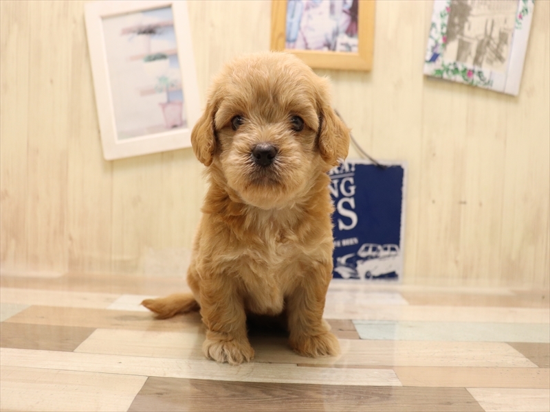 愛知県のペキプー(ペキニーズ×プードル) (ワンラブ名古屋守山インター総本店/2025年6月16日生まれ/男の子/クリーム)の子犬の2枚目の画像