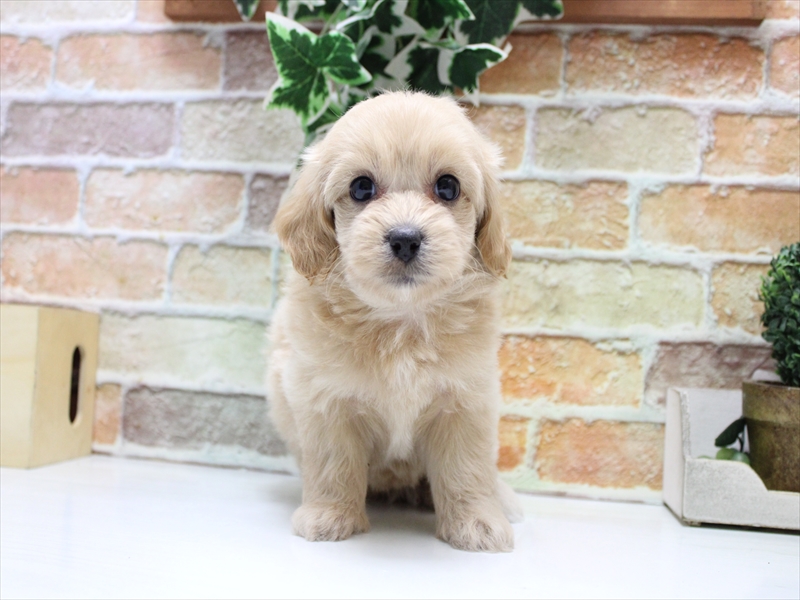 愛知県のペキプー(ペキニーズ×プードル) (ワンラブ名古屋守山インター総本店/2025年6月13日生まれ/女の子/アプリコット)の子犬の3枚目の画像