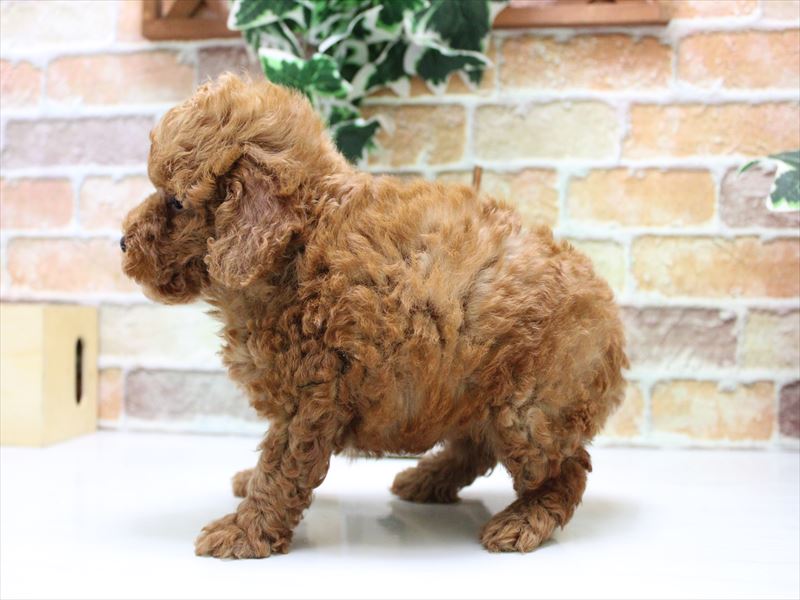 神奈川県のトイプードル(トイ) (ワンラブカインズ三浦店/2025年6月16日生まれ/男の子/レッド)の子犬の3枚目の画像