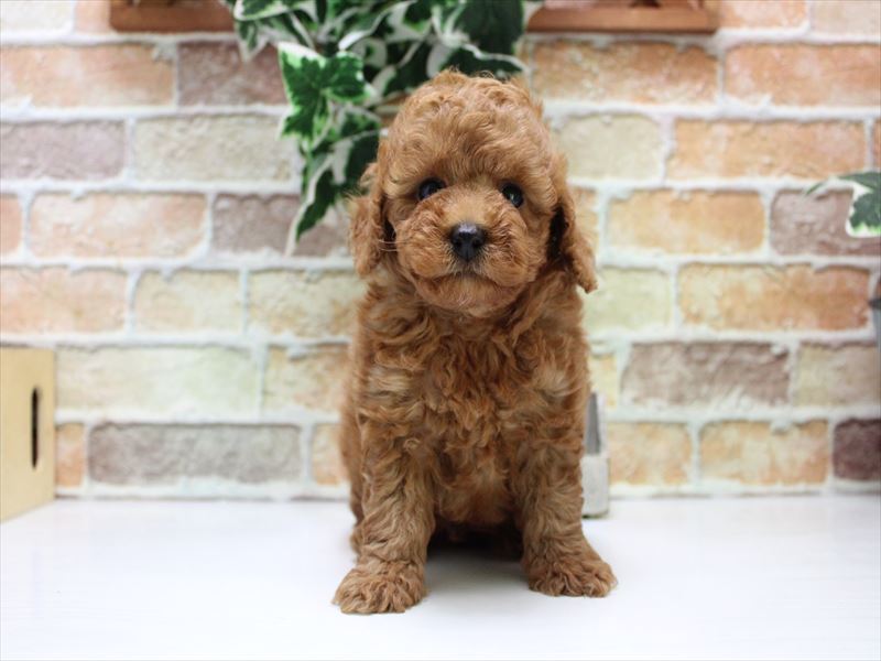 神奈川県のトイプードル(トイ) (ワンラブカインズ三浦店/2025年6月16日生まれ/男の子/レッド)の子犬の2枚目の画像