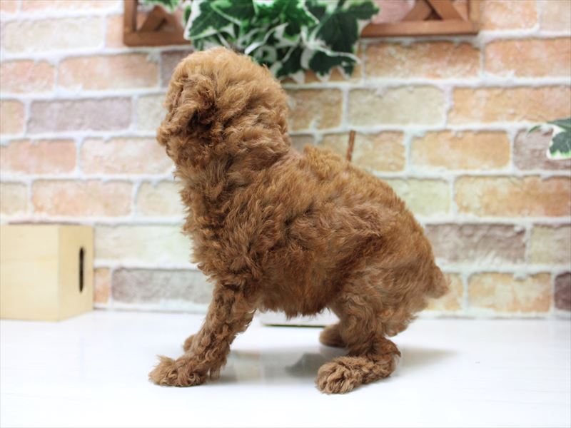 埼玉県のトイプードル(トイ) (ワンラブアリオ川口店/2025年6月16日生まれ/男の子/レッド)の子犬の3枚目の画像