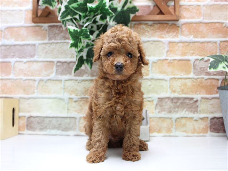 埼玉県のトイプードル(トイ) (ワンラブアリオ川口店/2025年6月16日生まれ/男の子/レッド)の子犬の2枚目の画像