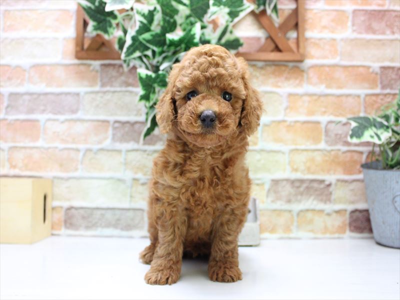 愛知県のトイプードル(トイ) (ワンラブ名古屋守山インター総本店/2025年6月16日生まれ/男の子/レッド)の子犬の2枚目の画像