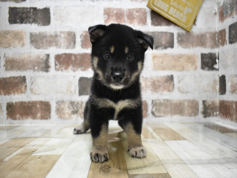 愛知県の柴犬(標準サイズ) (ワンラブららぽーと安城店/2025年6月18日生まれ/男の子/黒)の子犬の2枚目の画像