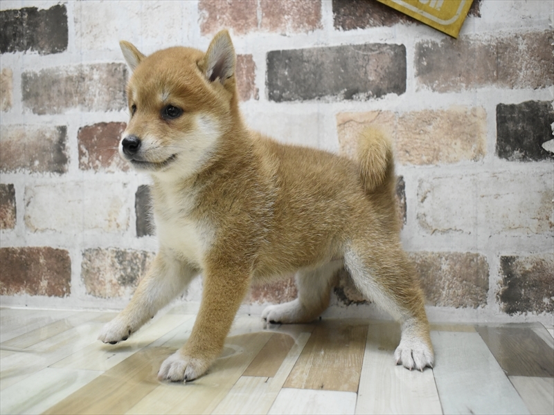 愛知県の柴犬(標準サイズ) (ワンラブ名古屋守山インター総本店/2025年6月10日生まれ/女の子/赤)の子犬の3枚目の画像
