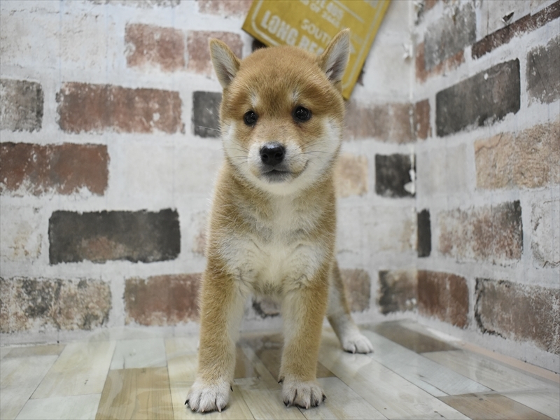 愛知県の柴犬(標準サイズ) (ワンラブ名古屋守山インター総本店/2025年6月10日生まれ/女の子/赤)の子犬の2枚目の画像