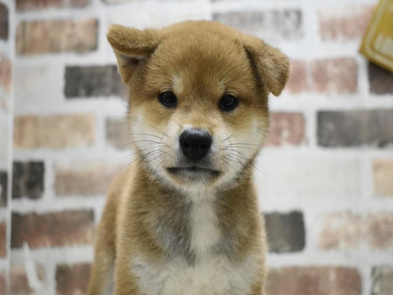 愛知県の柴犬(標準サイズ) (ワンラブ名古屋守山インター総本店/2025年6月8日生まれ/男の子/赤)の子犬の1枚目の画像