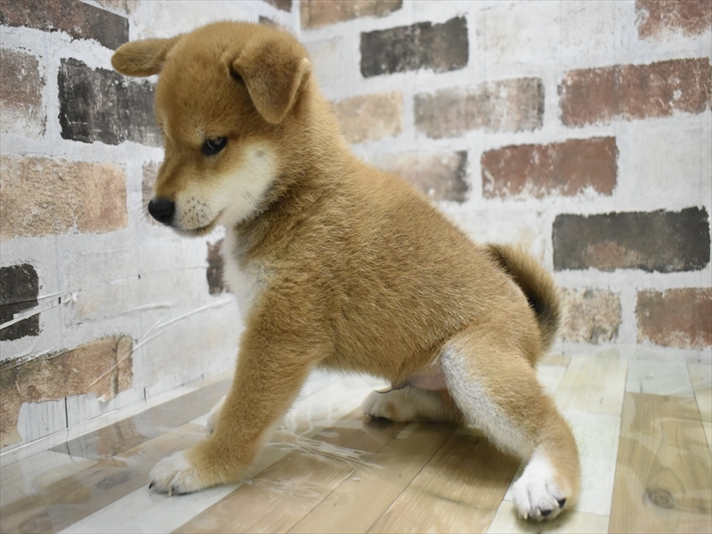 愛知県の柴犬(標準サイズ) (ワンラブ名古屋守山インター総本店/2025年6月8日生まれ/男の子/赤)の子犬の3枚目の画像