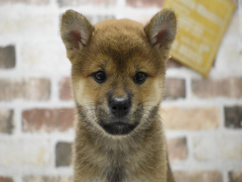愛知県の柴犬(標準サイズ) (ワンラブ名古屋守山インター総本店/2025年6月15日生まれ/女の子/赤)の子犬の1枚目の画像