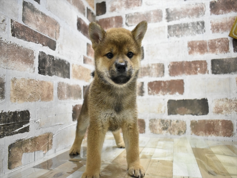 愛知県の柴犬(標準サイズ) (ワンラブ名古屋守山インター総本店/2025年6月15日生まれ/女の子/赤)の子犬の2枚目の画像