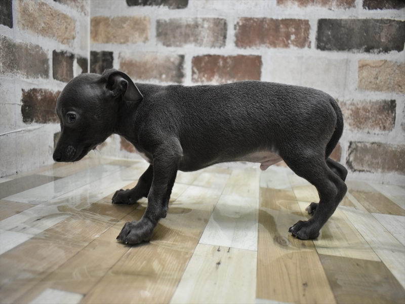 三重県のハーフ犬・ミックス犬 (ワンラブホームセンターバロー久居店(FC)/2025年6月20日生まれ/男の子/ブルーホワイト)の子犬の3枚目の画像