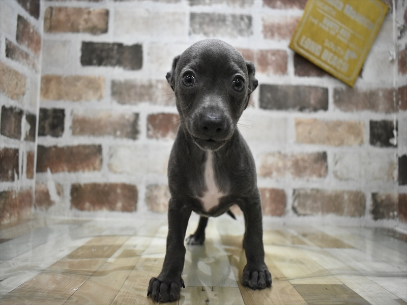 三重県のハーフ犬・ミックス犬 (ワンラブホームセンターバロー久居店(FC)/2025年6月20日生まれ/男の子/ブルーホワイト)の子犬の2枚目の画像