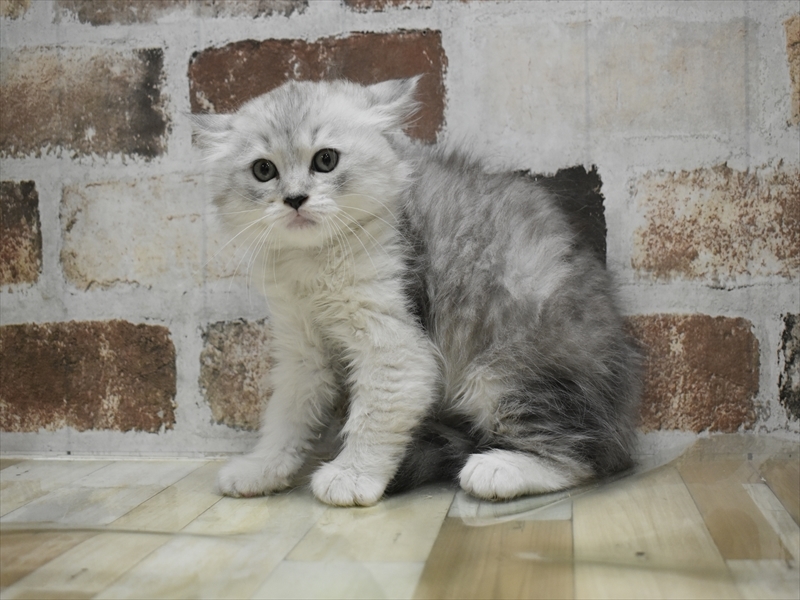 愛知県のラガマフィン (ワンラブ星崎店(FC)/2025年6月18日生まれ/女の子/チンチラシルバー)の子猫の3枚目の画像