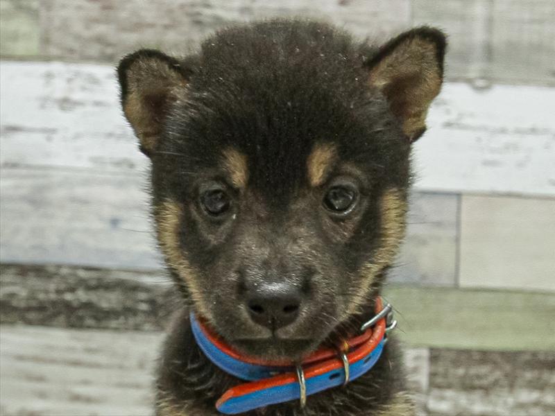 愛知県の柴犬(標準サイズ) (ワンラブ名古屋守山インター総本店/2025年6月21日生まれ/女の子/黒)の子犬の1枚目の画像