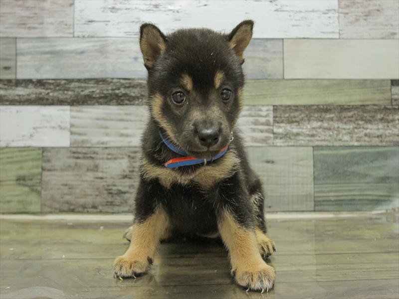 愛知県の柴犬(標準サイズ) (ワンラブ名古屋守山インター総本店/2025年6月21日生まれ/女の子/黒)の子犬の3枚目の画像