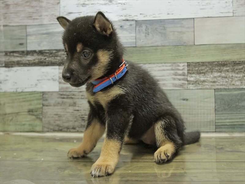 愛知県の柴犬(標準サイズ) (ワンラブ名古屋守山インター総本店/2025年6月21日生まれ/女の子/黒)の子犬の2枚目の画像