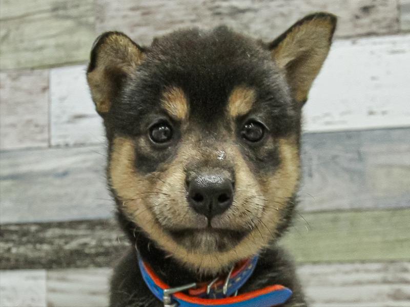 愛知県の柴犬(標準サイズ) (ワンラブ名古屋守山インター総本店/2025年6月21日生まれ/女の子/黒)の子犬の1枚目の画像