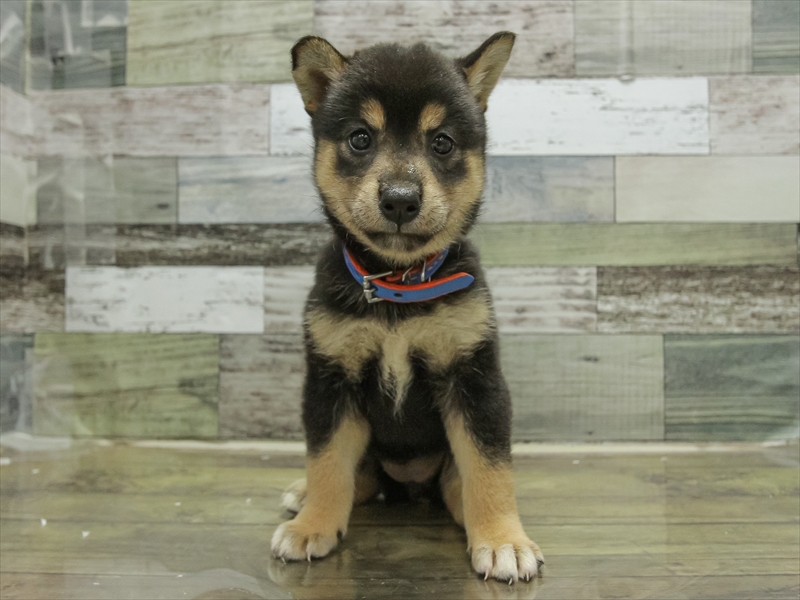 愛知県の柴犬(標準サイズ) (ワンラブ名古屋守山インター総本店/2025年6月21日生まれ/女の子/黒)の子犬の3枚目の画像